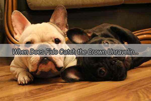 When Does Fido Catch the Crown Unraveling the Mystery of Canine COVID19 Infections